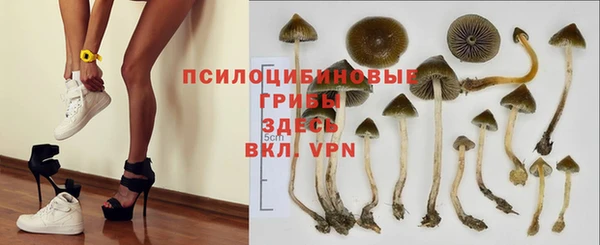 крисы Абаза